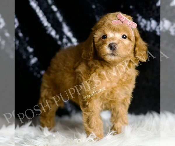 Medium Photo #2 Poodle (Miniature) Puppy For Sale in WARSAW, IN, USA
