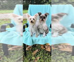 Small #15 Poodle (Toy) Mix