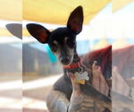 Small #10 Chihuahua Mix