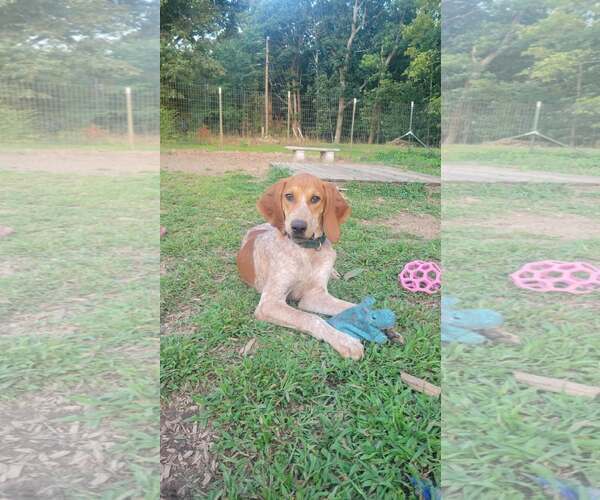 Medium Photo #5 Mutt Puppy For Sale in Rustburg, VA, USA