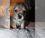 Small #6 Chorkie
