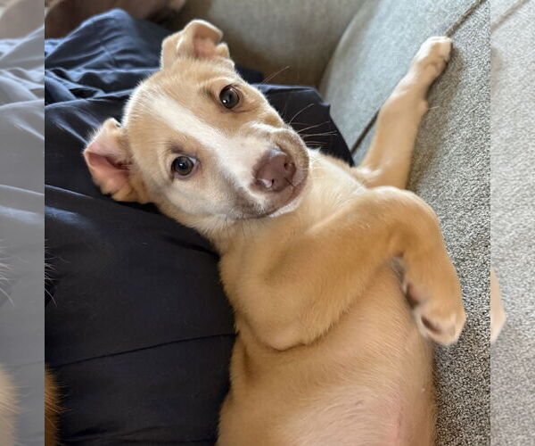 Medium Photo #2 Siberian Husky-Unknown Mix Puppy For Sale in Fargo, ND, USA