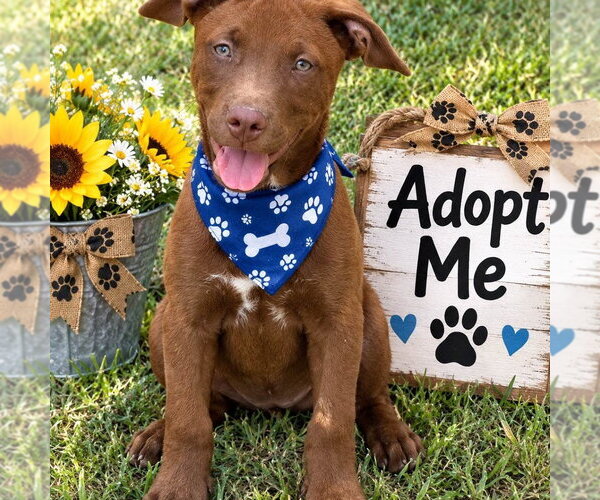 Medium Photo #2 Labrador Retriever Puppy For Sale in Yardley, PA, USA
