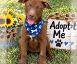 Small Photo #2 Labrador Retriever Puppy For Sale in Yardley, PA, USA