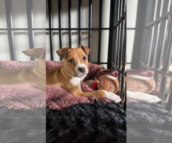Medium Photo #9 Boxer-Unknown Mix Puppy For Sale in pomfret, CT, USA