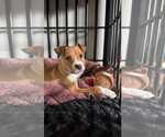 Small #8 Boxer Mix