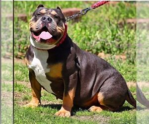 Mother of the American Bully puppies born on 12/02/2021