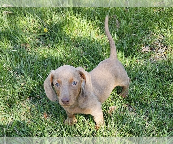 Medium Photo #3 Dachshund Puppy For Sale in CLARK, MO, USA