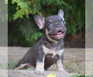 French Bulldog Puppy for sale in QUARRYVILLE, PA, USA