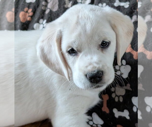 Medium Photo #1 Beagle-Great Pyrenees Mix Puppy For Sale in Brooklyn Center, MN, USA