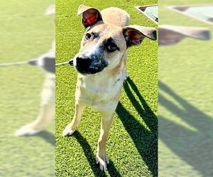 Unknown-Whippet Mix Dogs for adoption in Fallbrook, CA, USA