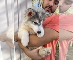 Small Photo #76 Siberian Husky Puppy For Sale in KANSAS CITY, MO, USA