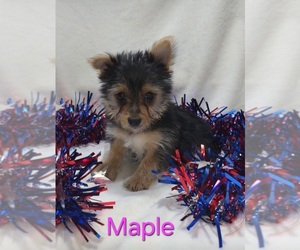 Yorkshire Terrier Puppy for sale in AZLE, TX, USA