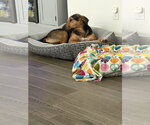 Small #7 Labrador Retriever Mix