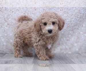 Poochon Puppy for sale in MARIETTA, GA, USA