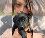 Small #3 Belgian Malinois