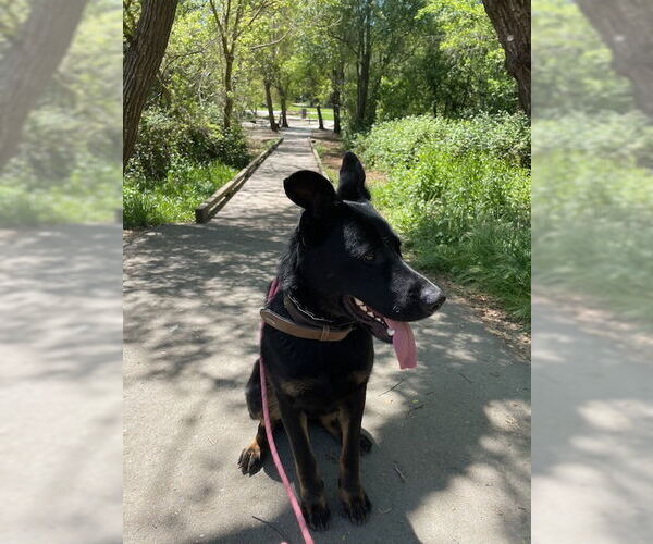Medium Photo #4 Mutt Puppy For Sale in Woodland Hills, CA, USA