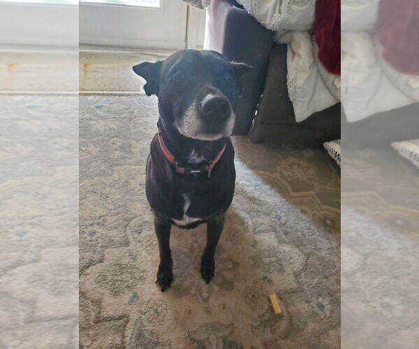 Medium Photo #3 Miniature Pinscher-Unknown Mix Puppy For Sale in Aurora, IN, USA