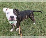 Small #1 American Pit Bull Terrier Mix