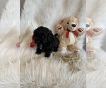 Small Photo #1 ShihPoo Puppy For Sale in TALALA, OK, USA