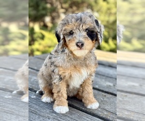 Bernedoodle (Miniature) Puppy for Sale in ROSCOE, South Dakota USA
