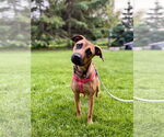 Small #4 Black Mouth Cur Mix