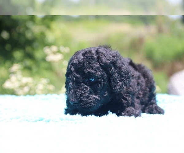 Medium Photo #22 Poodle (Standard) Puppy For Sale in UNION CITY, TN, USA