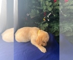 Small #2 Golden Retriever