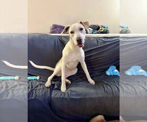 Pearl - Female Retriever -Unknown Mix Dog for Adoption - Photo #2