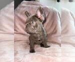 Small #1 French Bulldog