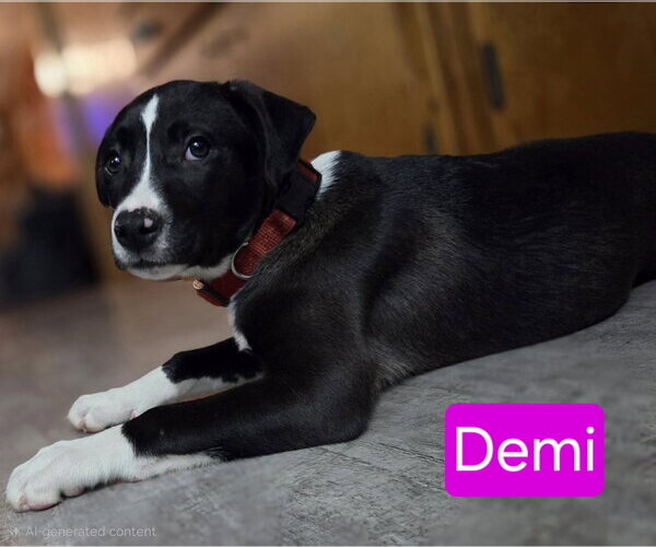 Medium Photo #1 American Bulldog-Labrador Retriever Mix Puppy For Sale in Mechanicsburg, PA, USA