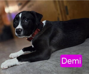 American Bulldog-Labrador Retriever Mix Dogs for adoption in Mechanicsburg, PA, USA