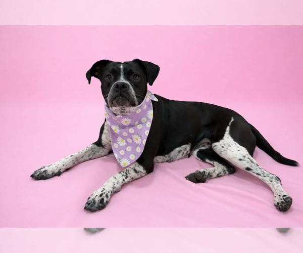 Medium Photo #2 Boxer-Unknown Mix Puppy For Sale in Sandy, UT, USA