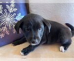 Small Photo #4 Labrador Retriever-Pembroke Welsh Corgi Mix Puppy For Sale in pomfret, CT, USA