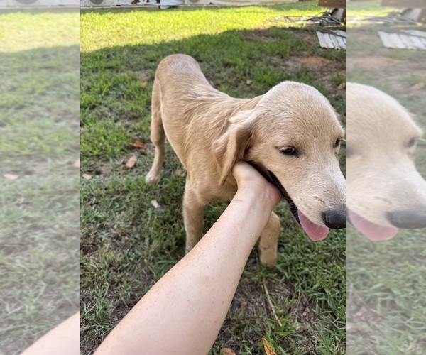 Medium Photo #3 Flat Coated Retriever-Golden Retriever Mix Puppy For Sale in SOMERVILLE, AL, USA