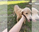 Small #2 Flat Coated Retriever-Golden Retriever Mix