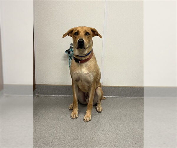 Medium Photo #2 Labrador Retriever-Unknown Mix Puppy For Sale in Rancho Cucamonga, CA, USA