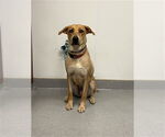 Small #1 Labrador Retriever Mix