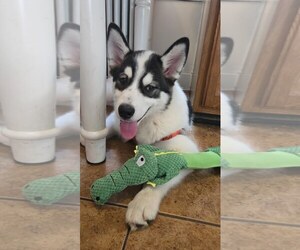 Huskies -Samoyed Mix Dogs for adoption in Lancaster, PA, USA
