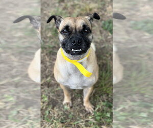 Chloe - Female Pug-Unknown Mix Dog for Adoption - Photo #3