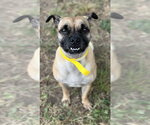 Small Photo #3 Pug-Unknown Mix Puppy For Sale in Houston, TX, USA