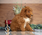 Small Photo #18 Poodle (Miniature) Puppy For Sale in WOLCOTTVILLE, IN, USA