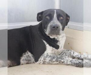 American Staffordshire Terrier-Unknown Mix Dogs for adoption in San Antonio, TX, USA