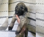 Small Photo #12 Irish Wolfhound-Poodle (Standard) Mix Puppy For Sale in OMAHA, AR, USA