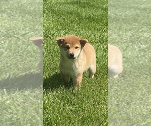 Shiba Inu Puppy for sale in CANOGA, NY, USA