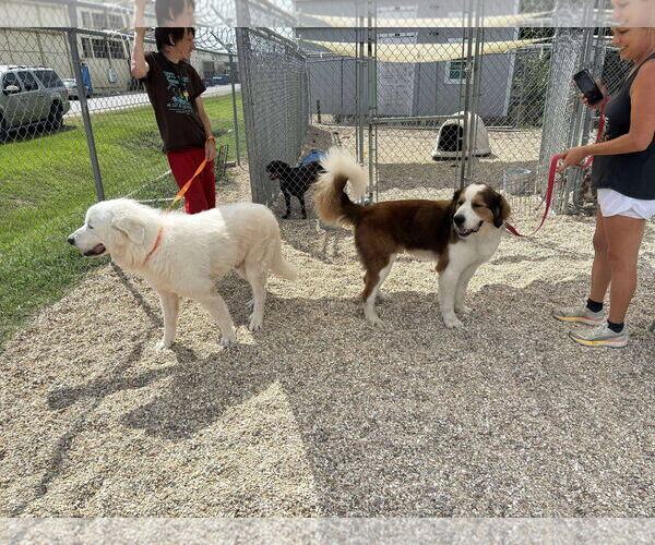 Medium Photo #6 Great Pyrenees-Saint Bernard Mix Puppy For Sale in Oakhurst, NJ, USA