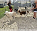 Small #5 Great Pyrenees-Saint Bernard Mix