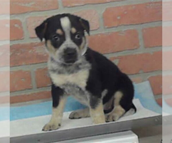 Medium Photo #2 Mutt Puppy For Sale in Lakewood, CO, USA