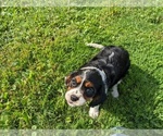 Small Photo #10 Cavalier King Charles Spaniel Puppy For Sale in WOOSTER, OH, USA