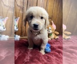 Small #6 Golden Retriever